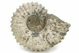 Bumpy Ammonite (Douvilleiceras) Fossil - Madagascar #254917-1